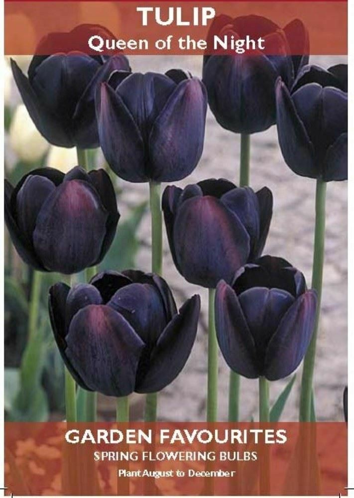 PACK OF 5 TULIP QUEEN OF THE NIGHT SPRING FLOWERING GARDEN BULBS. 8711148206019 \\\KD22854