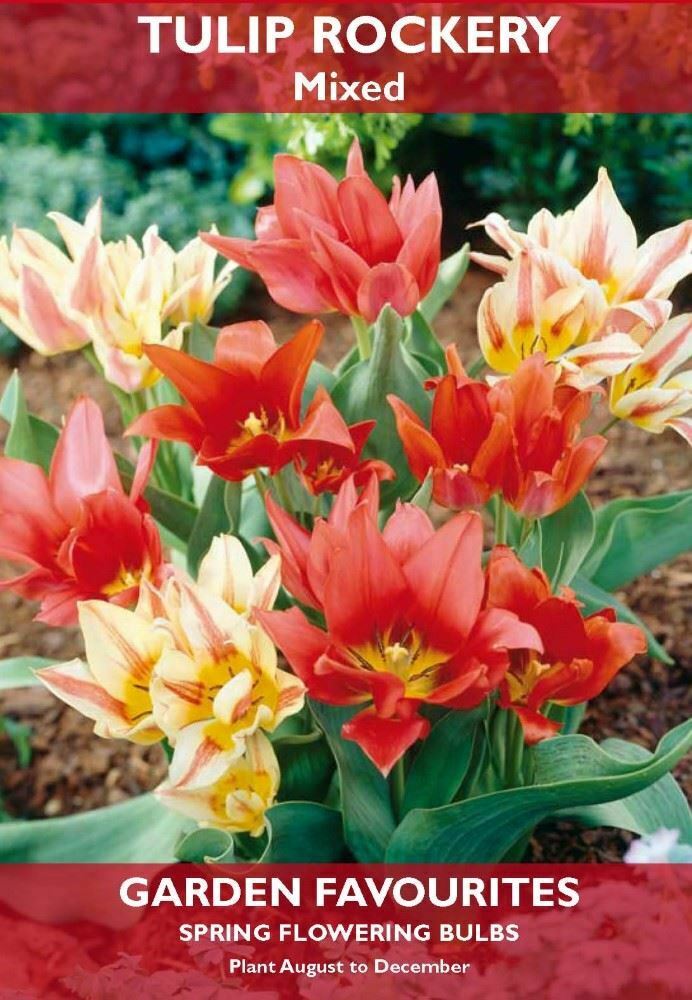 PACK OF 6 TULIP  ROCKERY MIXED SPRING FLOWERING GARDEN BULBS. 8711148408109 \\\KD22856