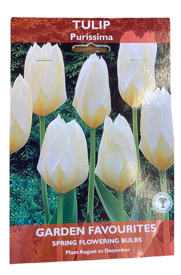 PACK OF 5 TULIP PURISSIMA SPRING FLOWERING GARDEN BULBS. 8711148206040 \\\KD22857