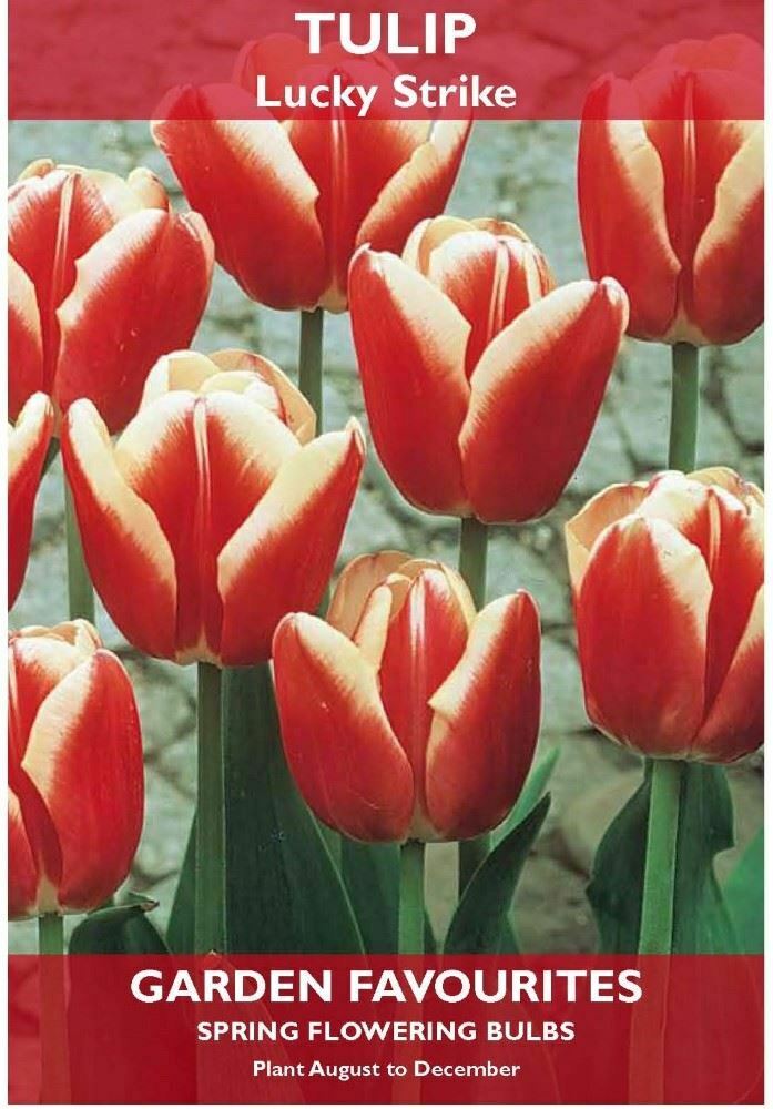 PACK OF 5 TULIP LUCKY STRIKE SPRING FLOWERING GARDEN BULBS. 8711148206064 \\\KD22858