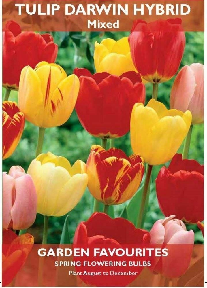PACK OF 6 TULIP DARWIN HYBRID MIXED SPRING FLOWERING GARDEN BULBS. 8711148405696 \\\KD22859