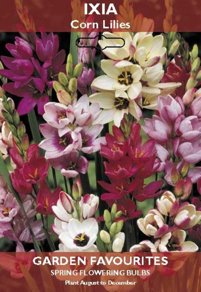 PACK OF 20 IXIA CORN LILIES SPRING FLOWERING BULBS AUTUMN PLANTING. 8711148205821 \\\KD22860