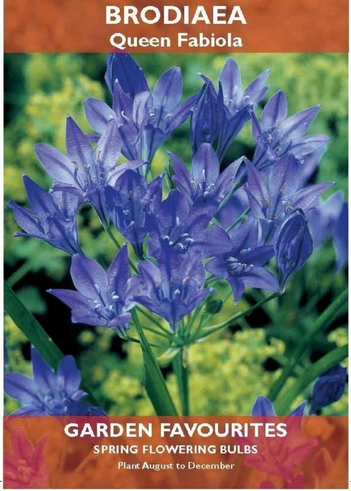 PACK OF 15 GARDEN SPRING FLOWERING DE REE BRODIAEA QUEEN FABIOLA BULBS. 8711148413615 \\\KD22862