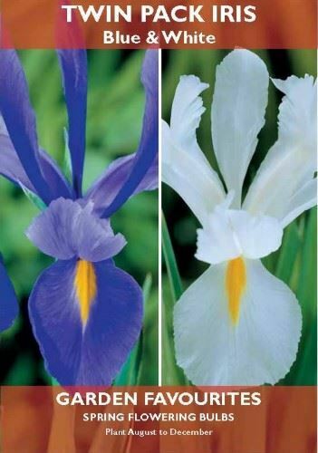 TWIN PACK IRIS BLUE & WHITE SPRING FLOWERING GARDEN BULBS. 8711148402275 \\\KD22864