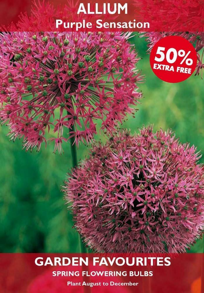 PACK OF ALLIUM PURPLE SENSATION SPRING FLOWERING GARDEN BULBS. 8711148205937 \\\KD22866