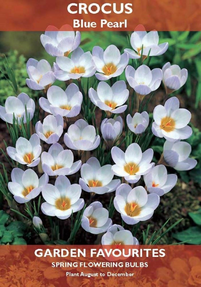 PACK OF 8 CROCUS BLUE PEARL SPRING FLOWERING BULBS AUTUMN PLANTING. 8711148416487 \\\KD22867