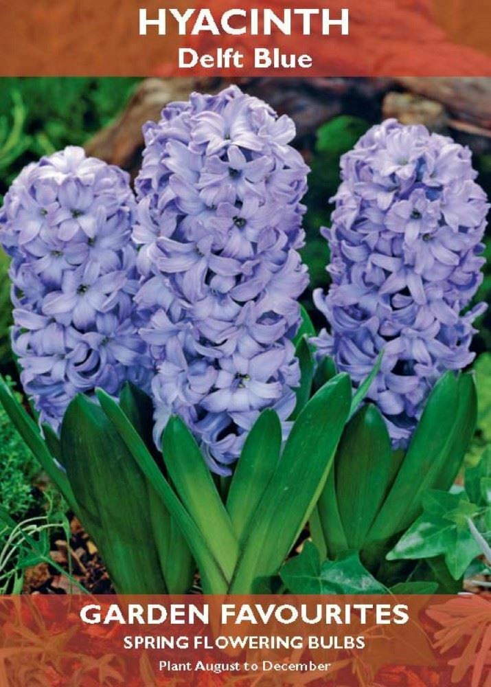SPRING FLOWERING BULBS GROW YOUR OWN HYACINTH DELFT BLUE. 8711148405658 \\\KD22870