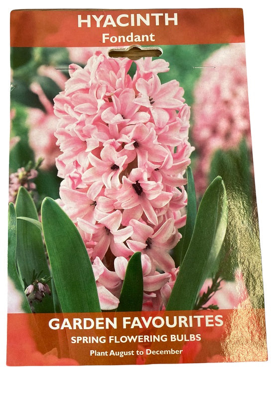 DE REE HYACINTH FONDANT 2 BULBS. 8711148405641 \\\KD22871