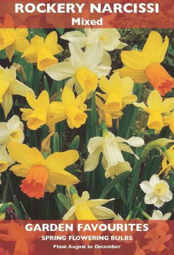 PACK OF 6 DAFFODIL ROCKERY NARCISSI MIXED SPRING FLOWERING GARDEN BULBS. 8711148205975 \\\KD22872