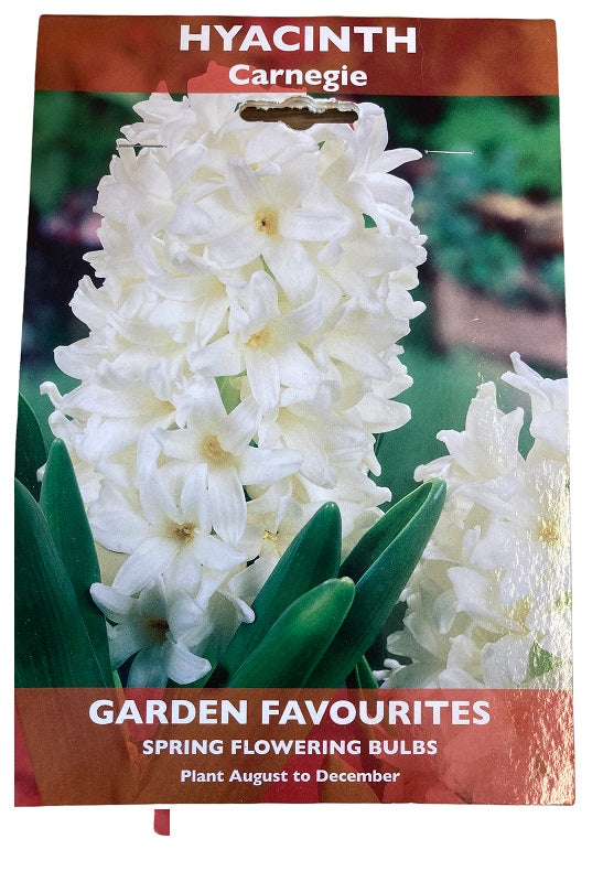 DE REE HYACINTH CARNEGIE 2 BULBS. 8711148405665 \\\KD22873