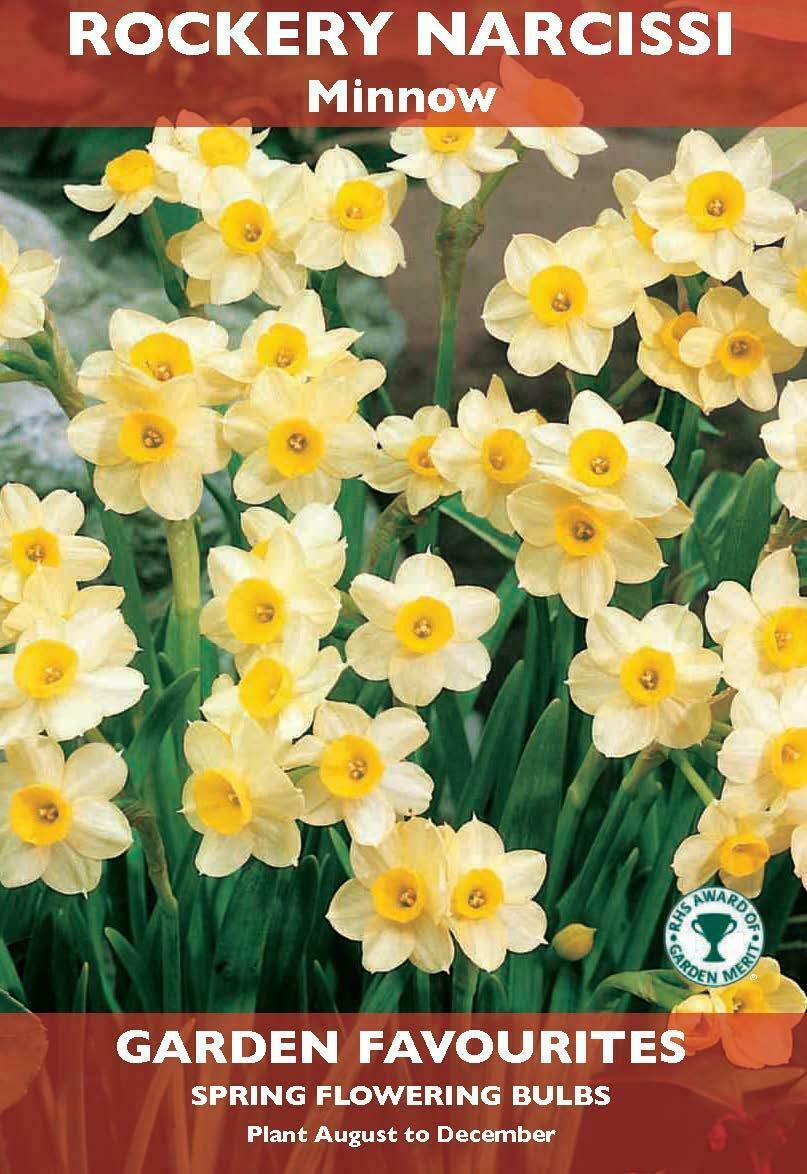 PACK OF 6 ROCKERY NARCISSI MINNOW DAFFODIL SPRING FLOWERING BULBS. 8711148205982 \\\KD22874
