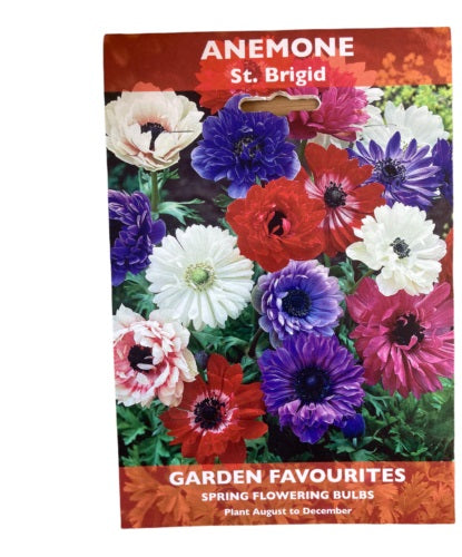 DE REE ANEMONE ST. BRIGID 12 BULBS. 8711148205876 \\\KD22877