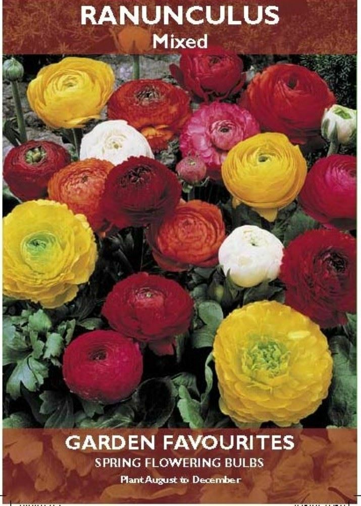 PACK OF 10 RANUNCULUS MIXED SPRING FLOWERING BULBS AUTUMN PLANTING. 8711148205906 \\\KD22878