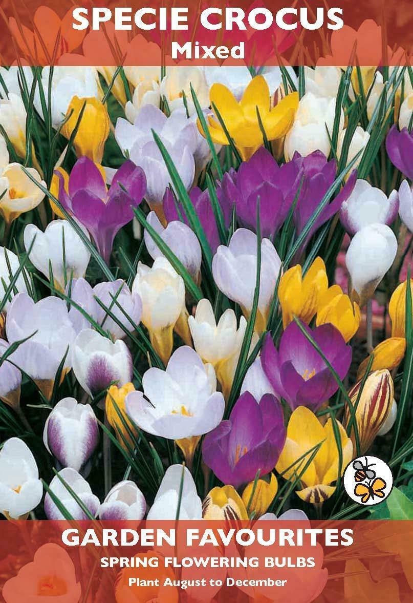 PACK OF 8 SPECIE CROCUS MIXED SPRING FLOWERING BULBS AUTUMN PLANTING. 8711148205968 \\\KD22879