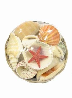 NATURAL SEA SHELL BASKETS WITH STARFISH (IDEAL FOR HOME DECORATIONS ART - CRAFT ). TY6619 \\\KTY2165